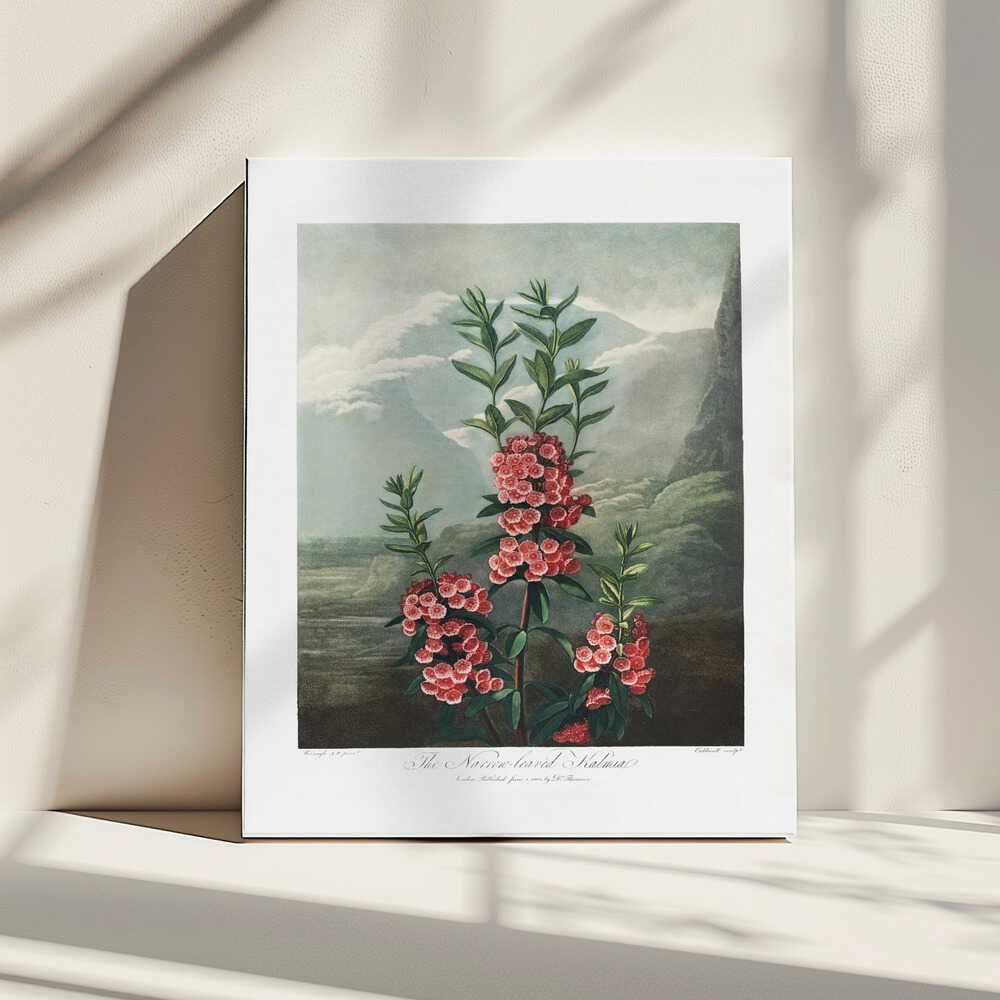 The Narrow–Leaved Kalmia from The Temple of Flora (1807) | Canvas