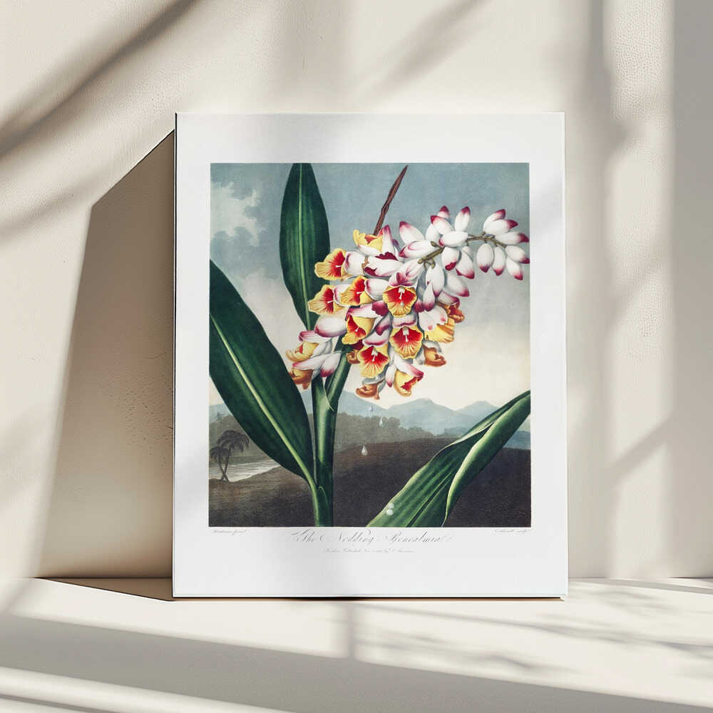 The Nodding Renealmia from The Temple of Flora (1807) | Canvas