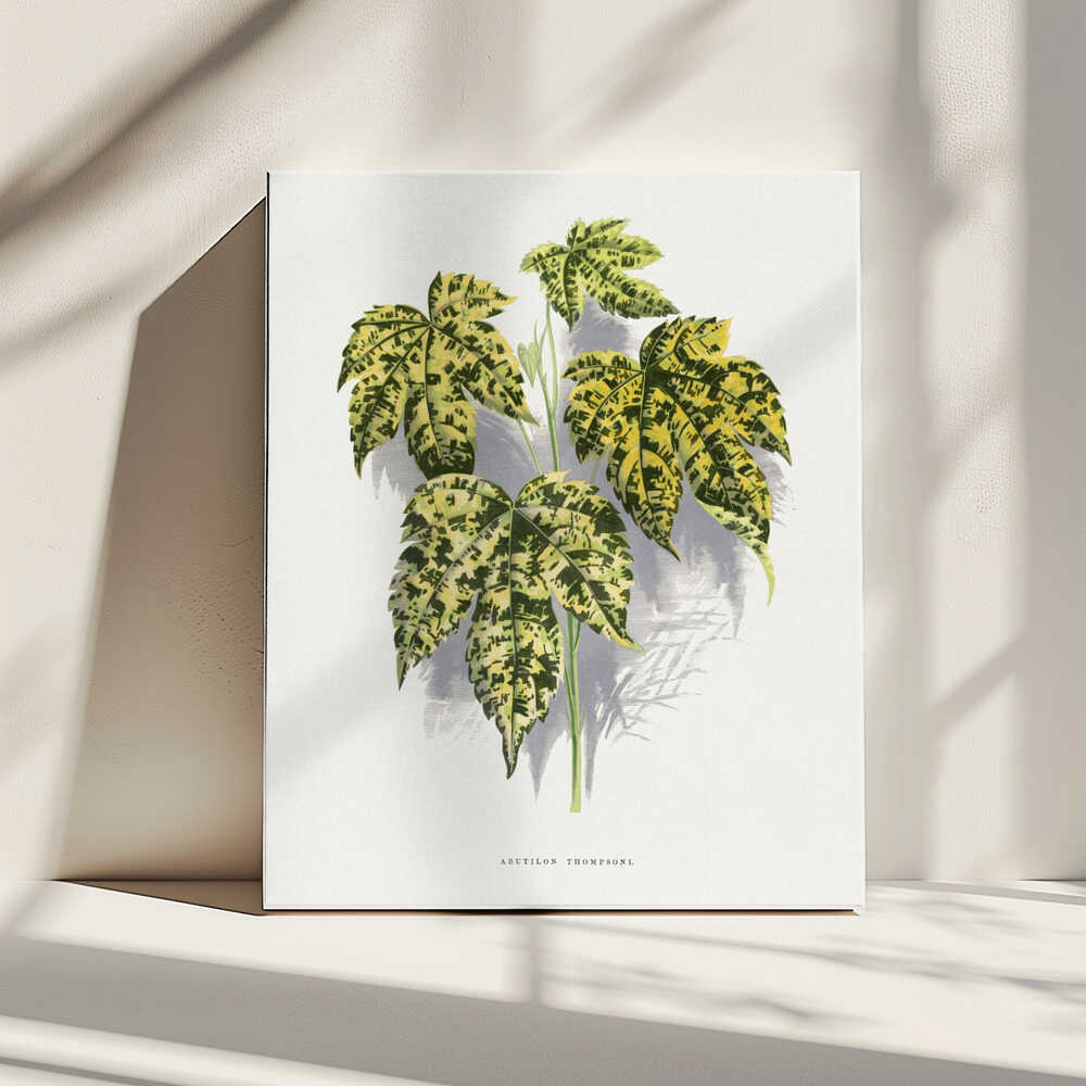 Abutilon Thompsoni Blatt Illustration | Leinwand