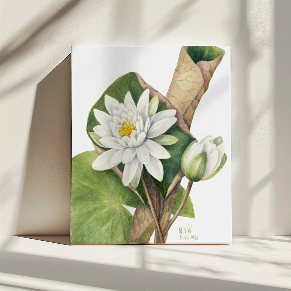 Amerikanische Seerose (1920) | Leinwand