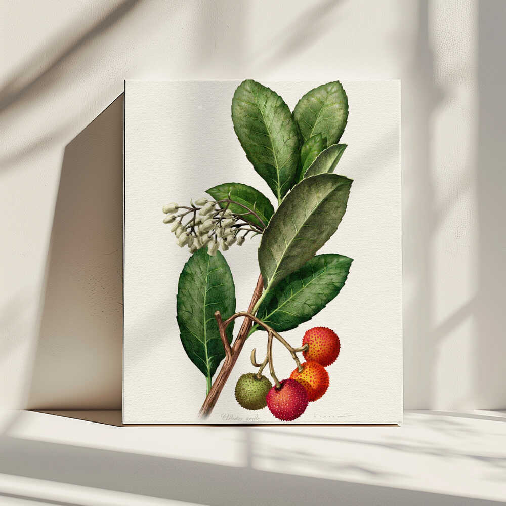 Arbutus Unedo | Canvas