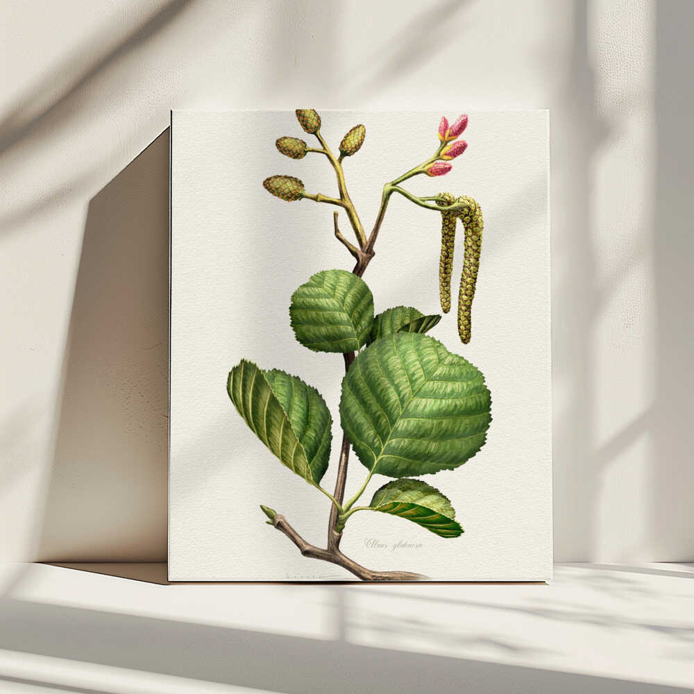 Alnus Glutinosa | Canvas