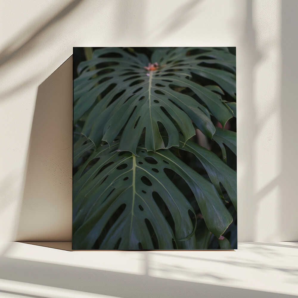Monstera | Leinwand