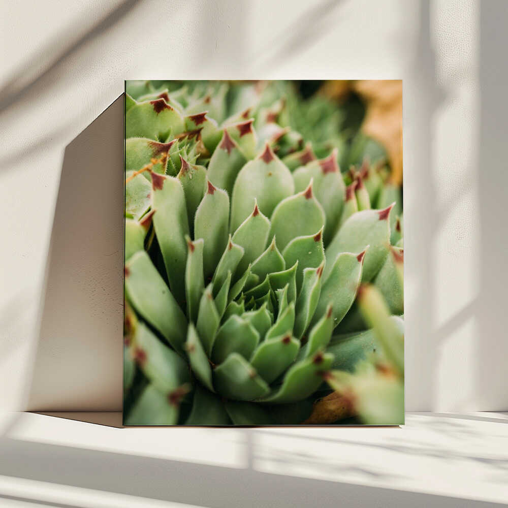 Sukkulentenwirbel | Leinwand