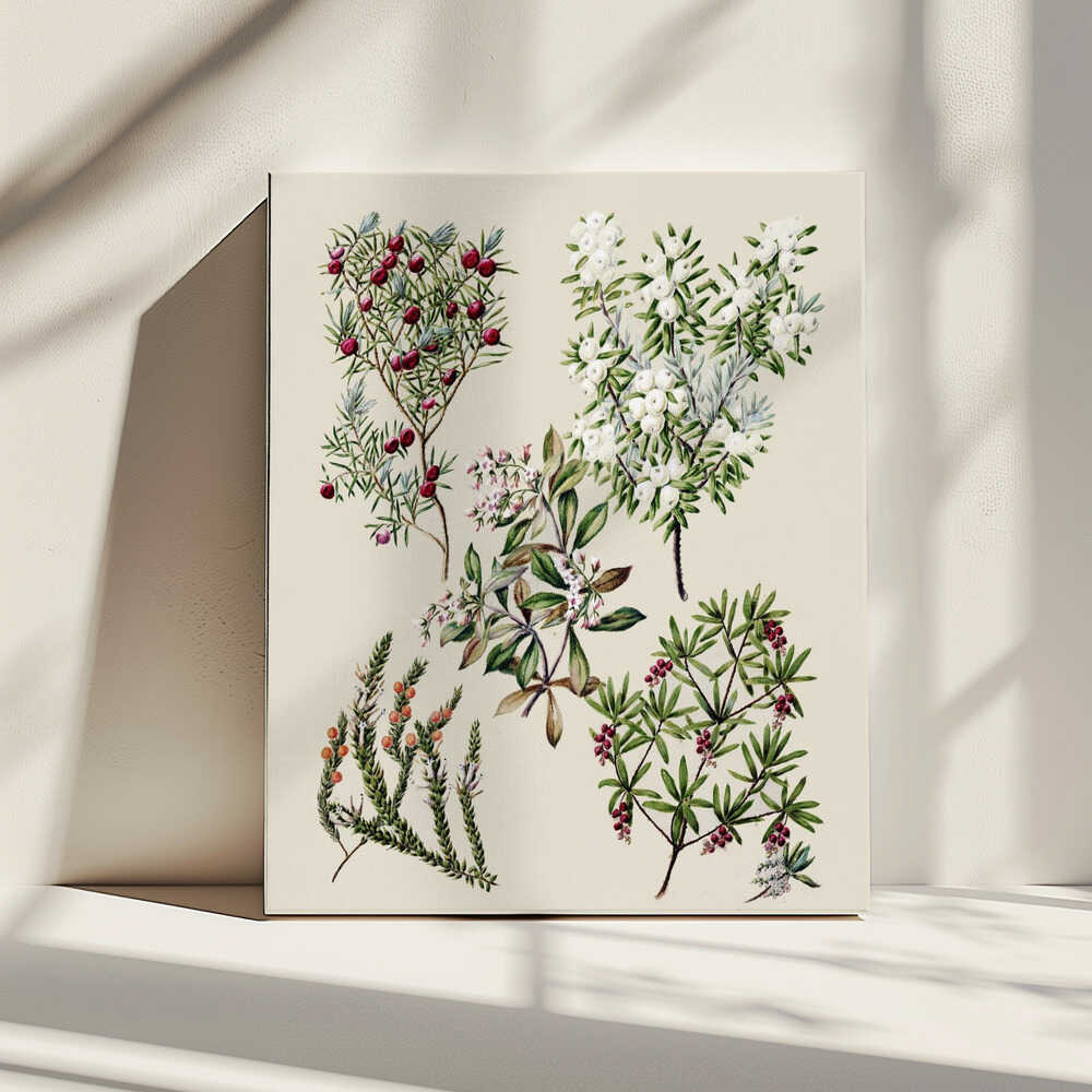 Antike Blumenzeichnungen von Sarah Featon (1848–1927) | Leinwand