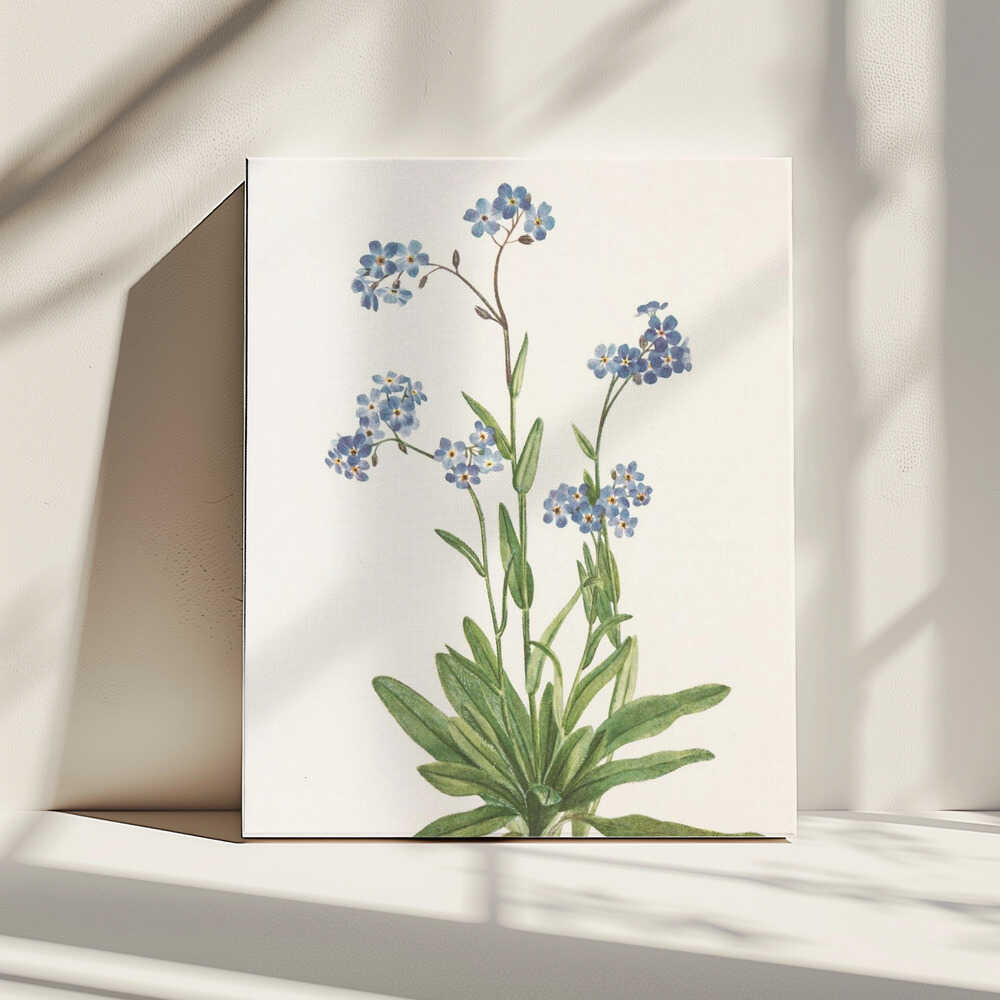Alpen-Vergissmeinnicht aus „Nordamerikanische Wildblumen“ (1925) von Mary Vaux Walcott | Leinwand