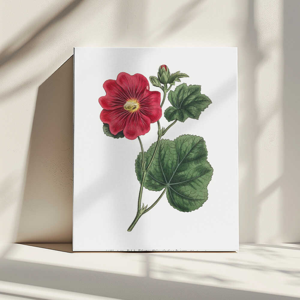 Alcea Rosea 1815 Blumengarten, dargestellt von Francis Sansom | Leinwand
