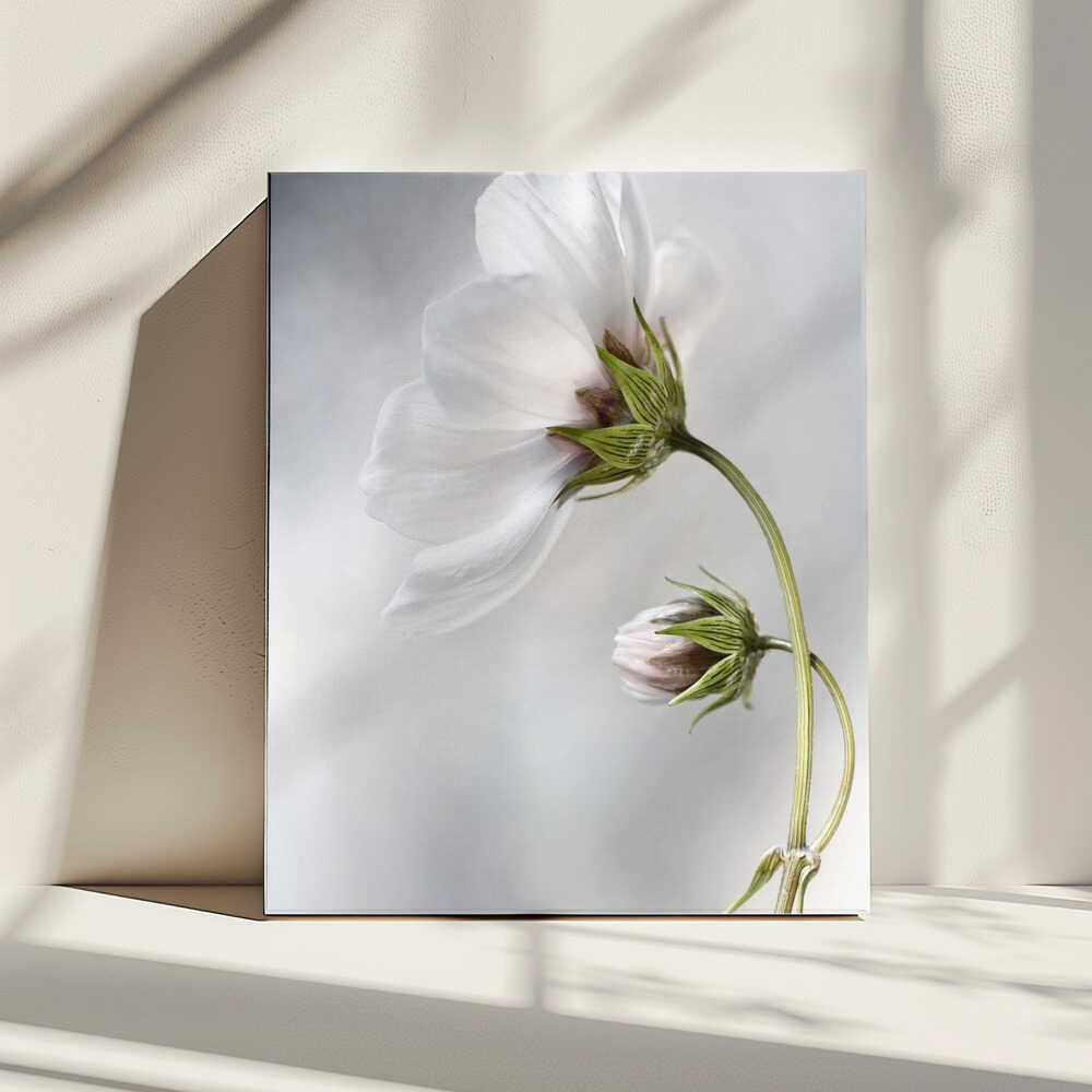 Heavenly Cosmos | Canvas