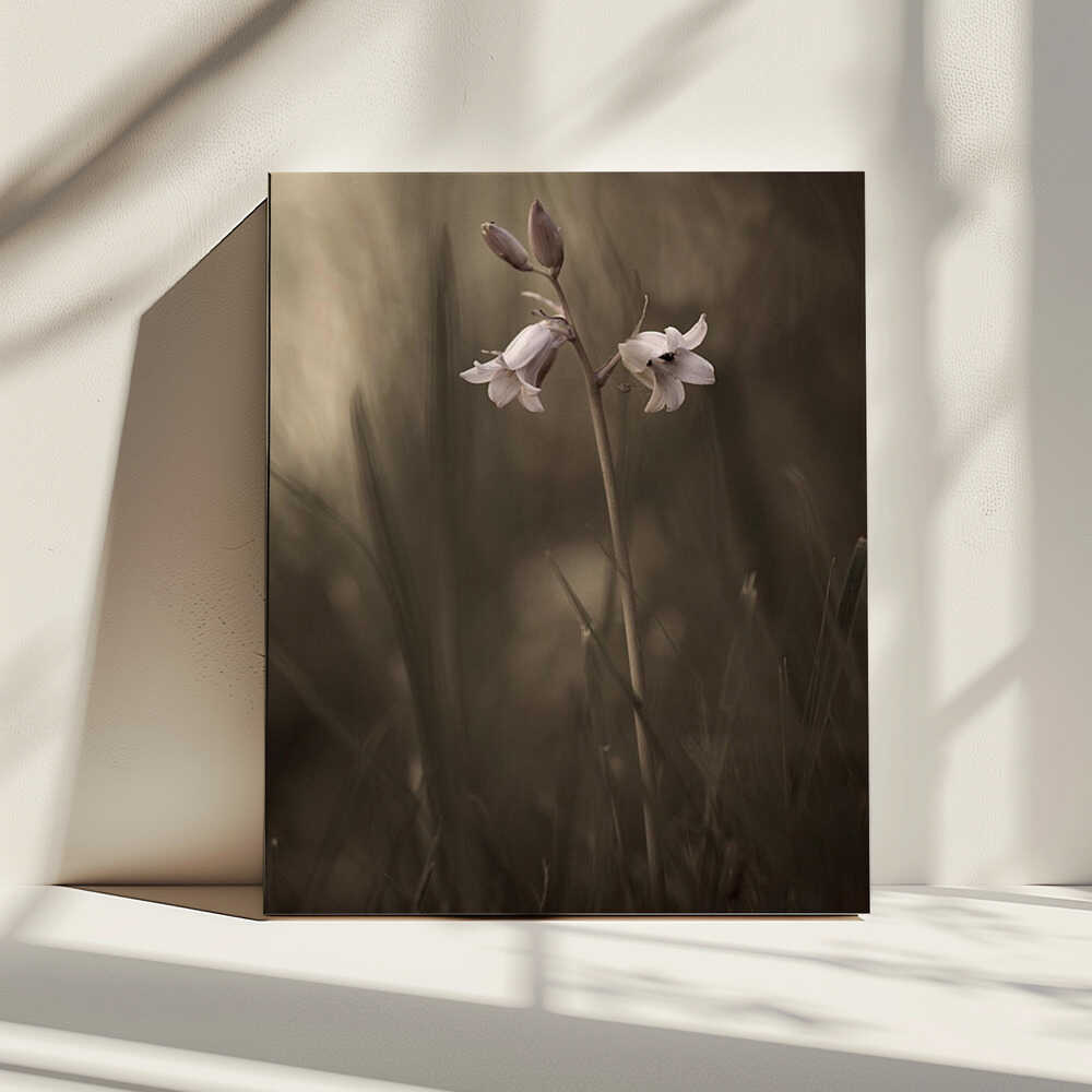 A small flower on the ground | Canvas