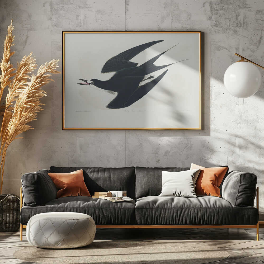 Rußseeschwalbe aus „Birds of America“ (1827) | Poster