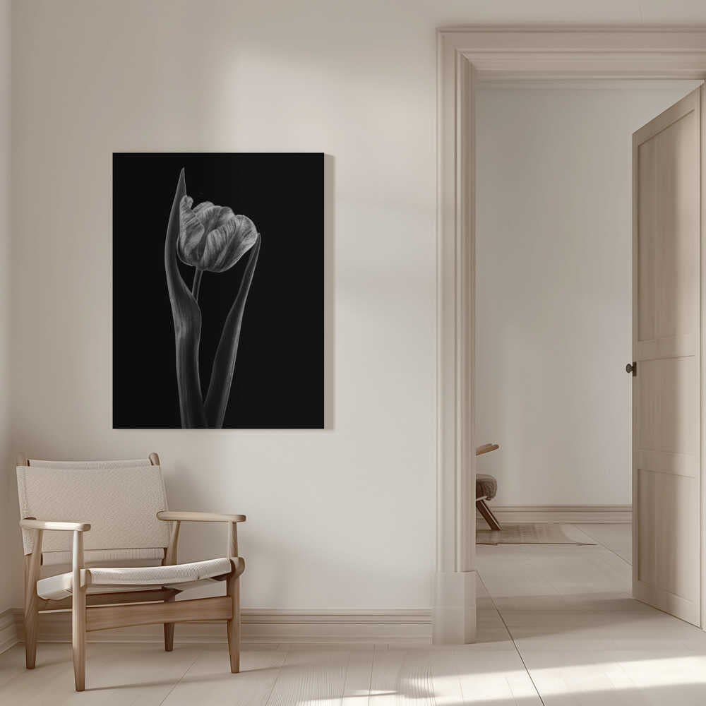 Rembrandt-Tulpe | Leinwand