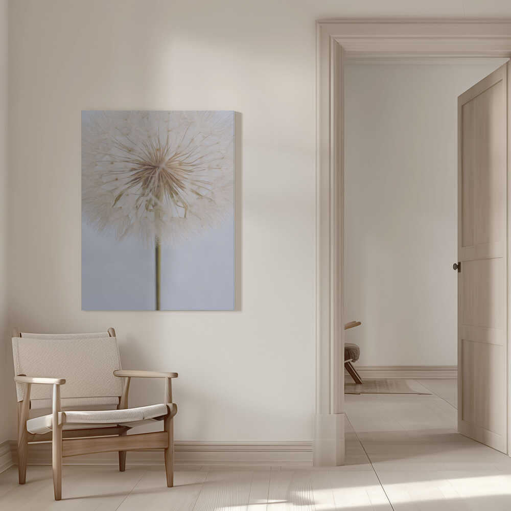 Zarter Löwenzahn | Leinwand