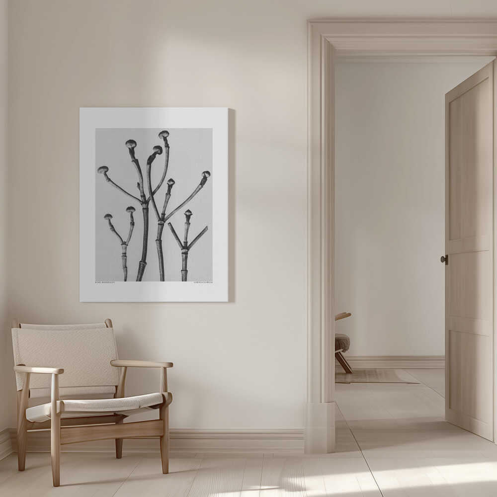 Cornus Florida | Canvas