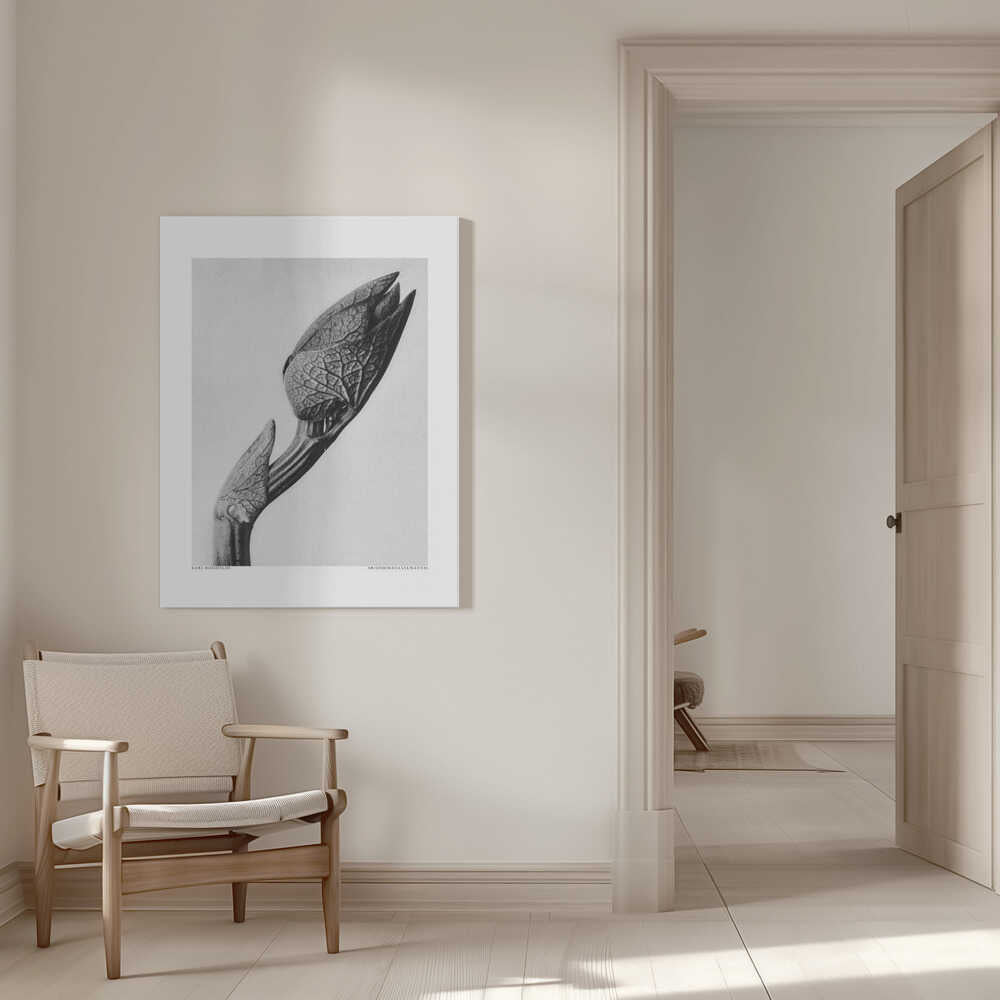 Aristolochia clematitis | Leinwand