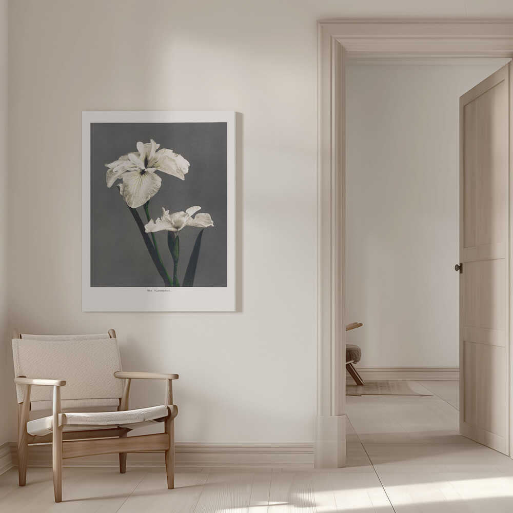 Iris Kæmpferi | Leinwand
