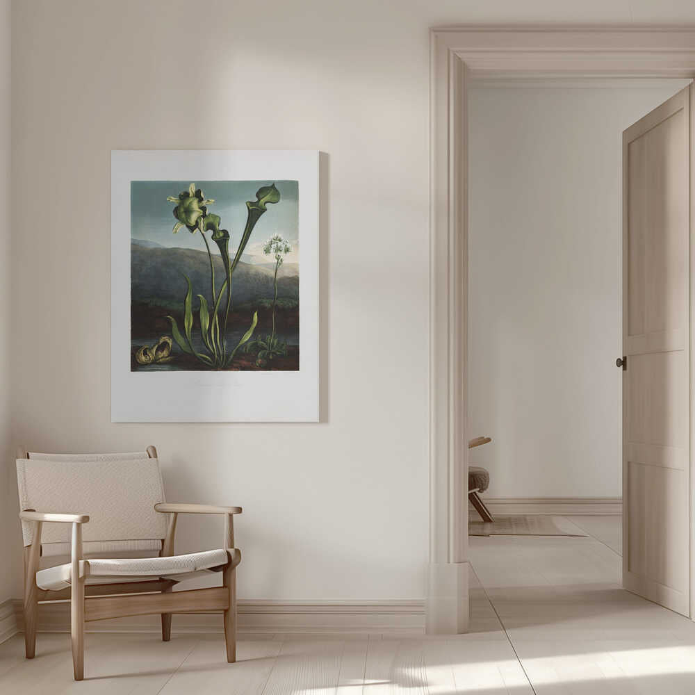 American Bog Plants from The Temple of Flora (1807) | Canvas