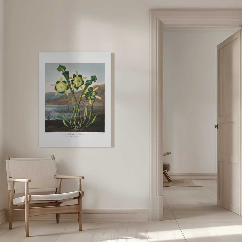 Pitcher Plant from The Temple of Flora (1807) | Canvas