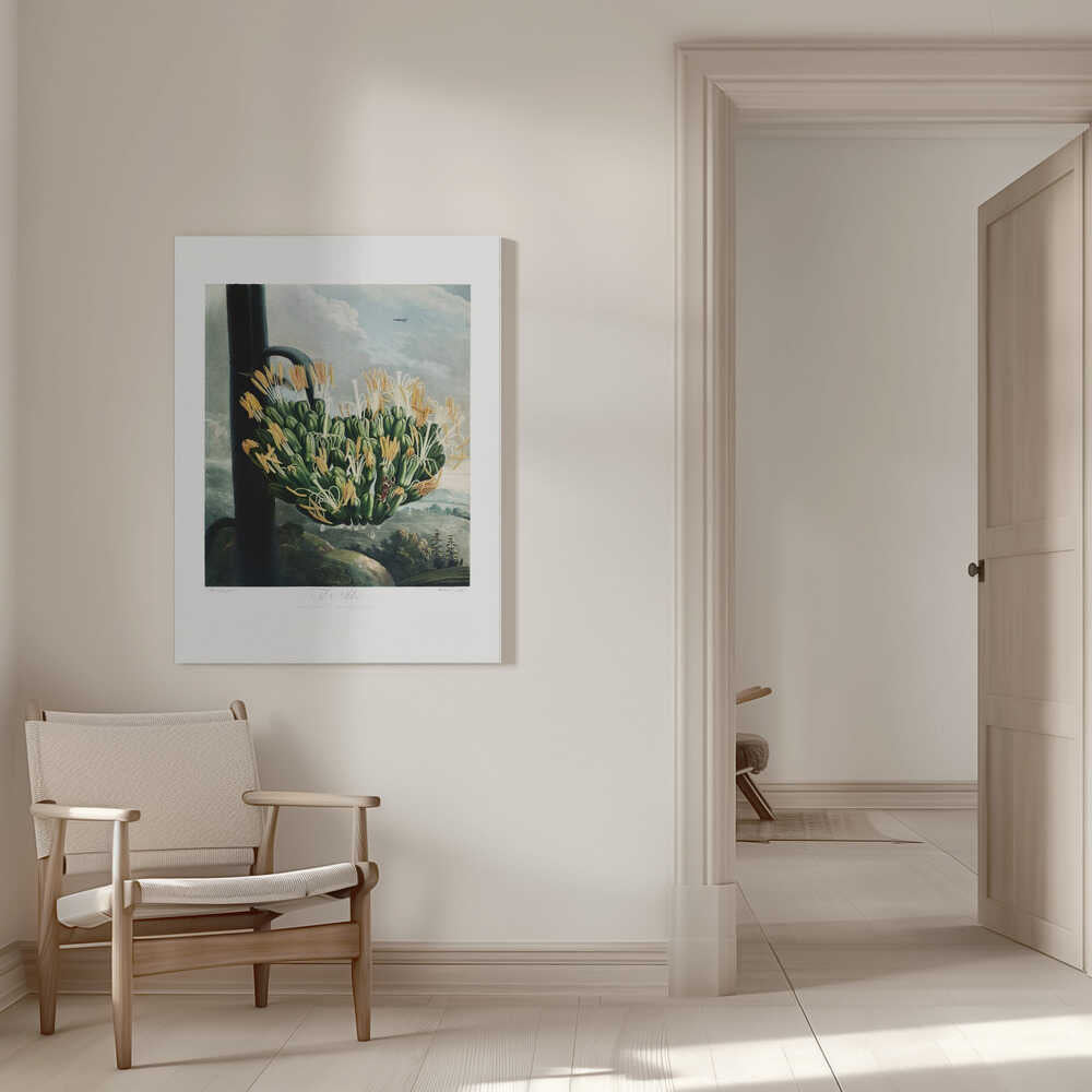 The Aloe from The Temple of Flora (1807) | Canvas