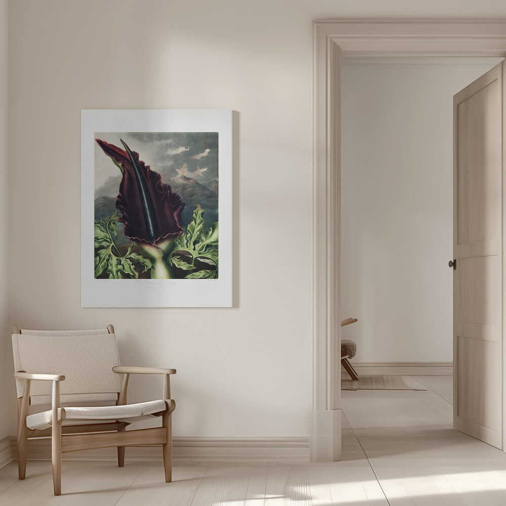 The Dragon Arum from The Temple of Flora (1807) | Canvas