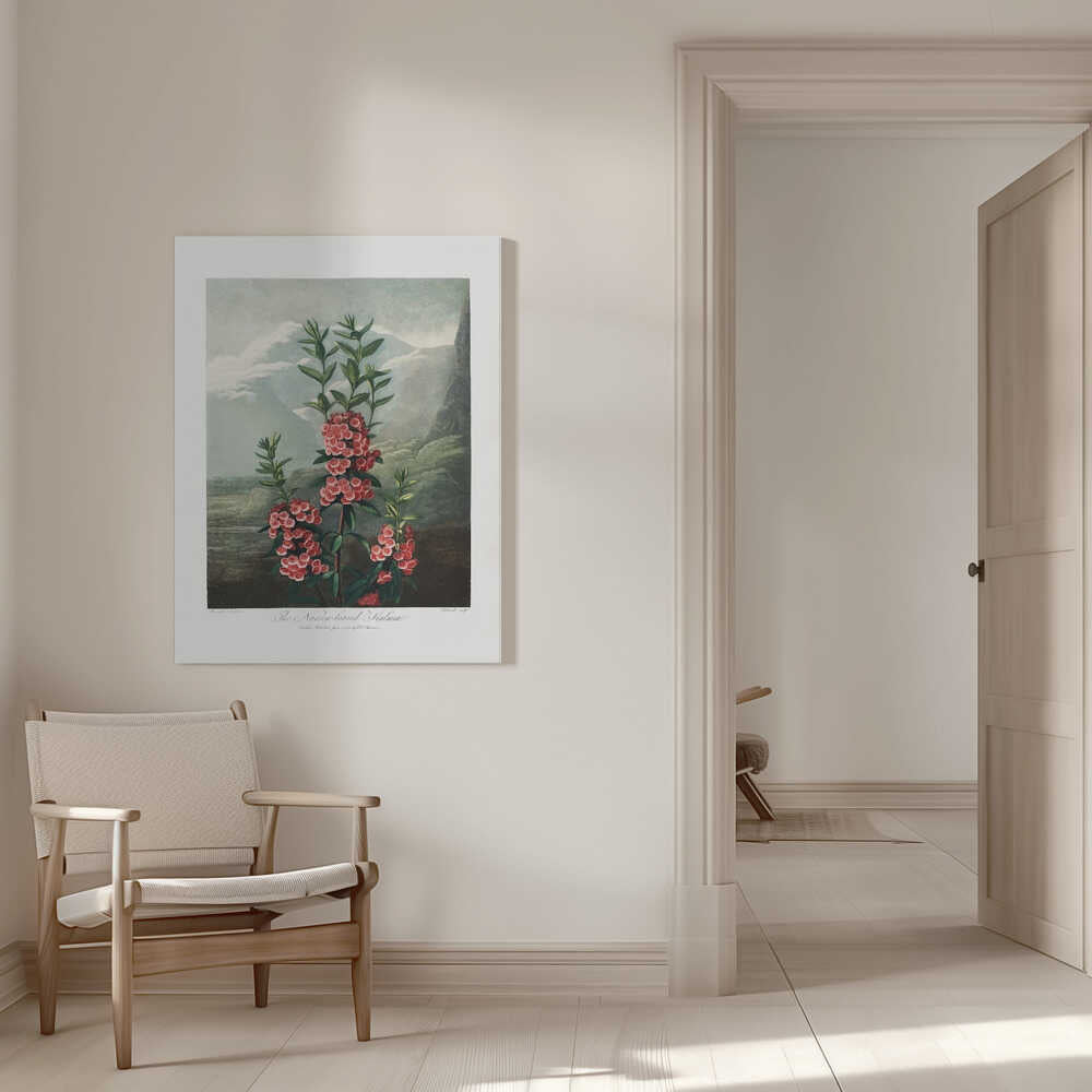 The Narrow–Leaved Kalmia from The Temple of Flora (1807) | Canvas