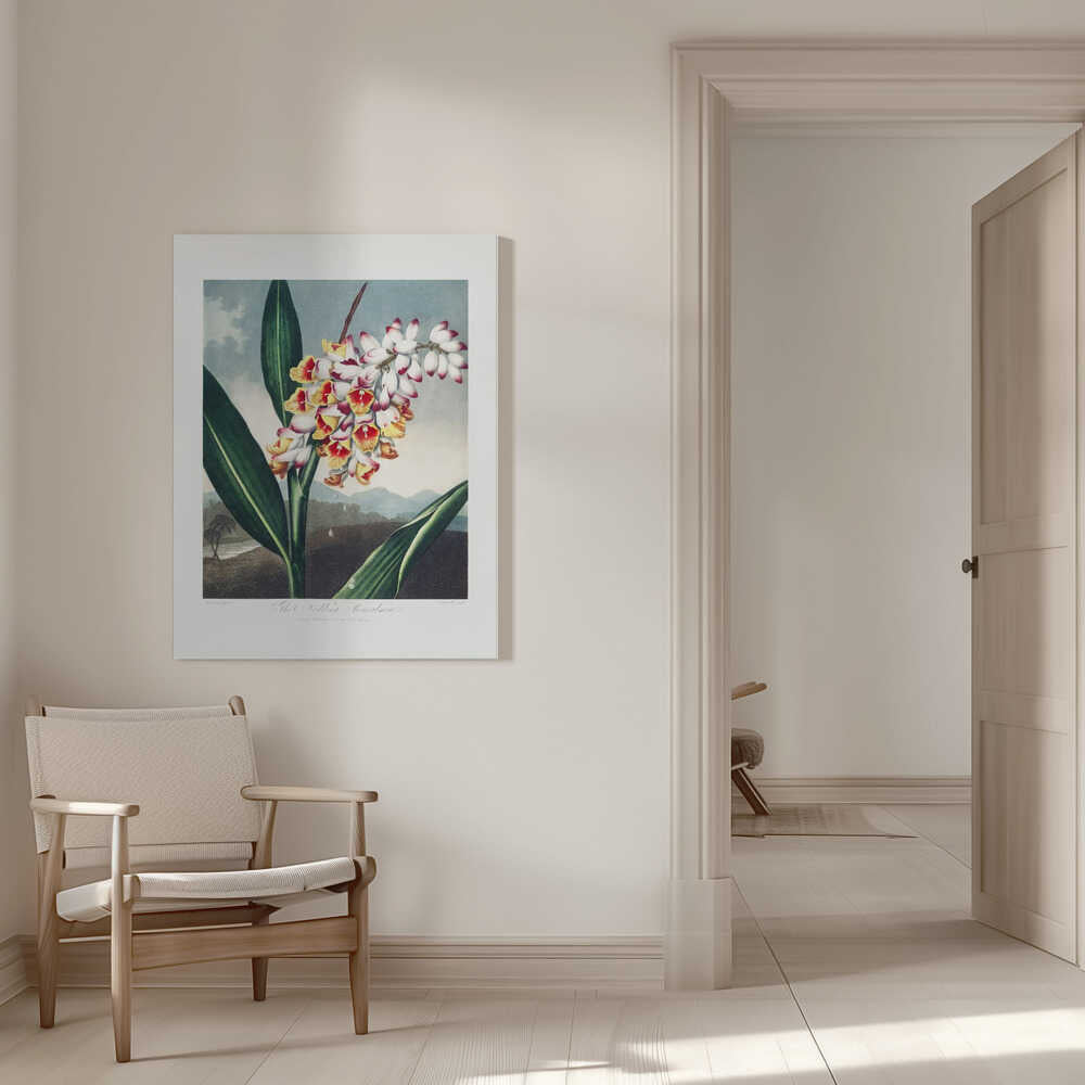 The Nodding Renealmia from The Temple of Flora (1807) | Canvas