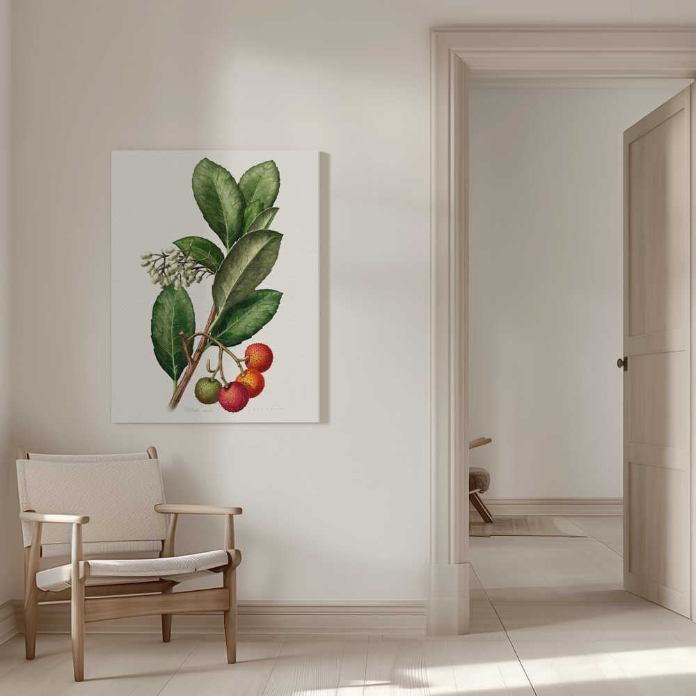 Arbutus Unedo | Canvas