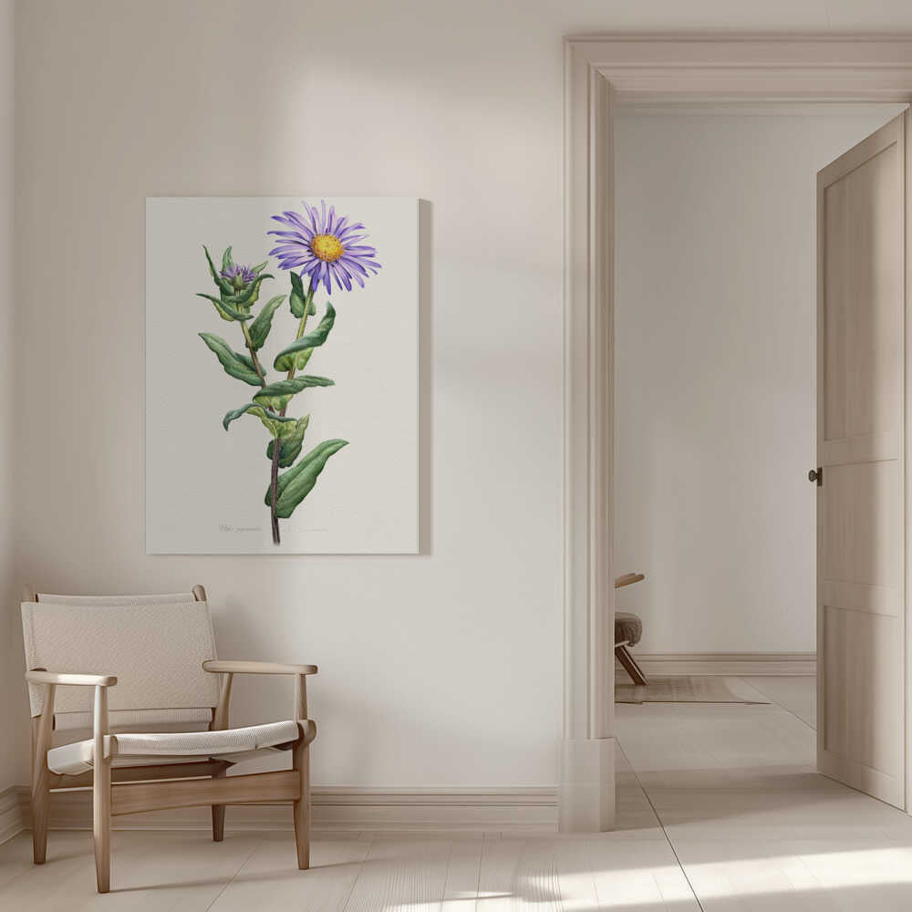 Aster Pyrenaeus | Canvas