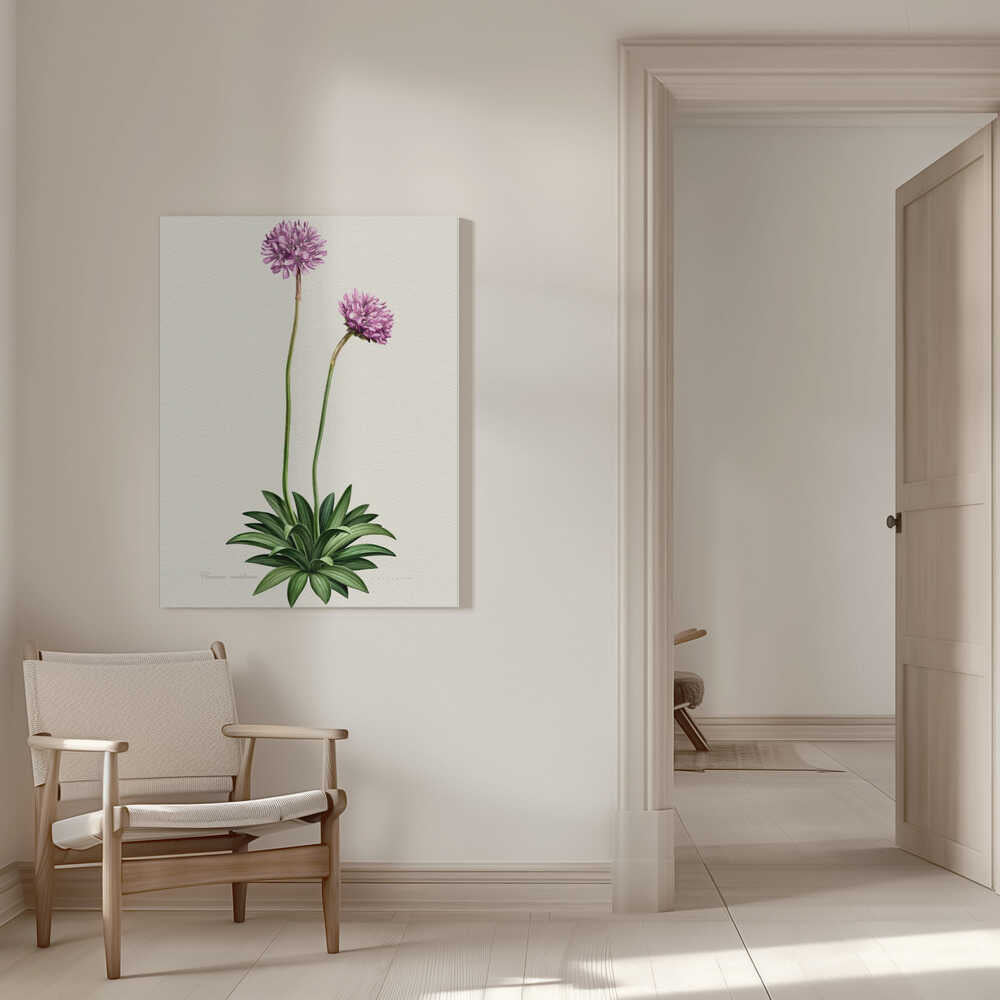 Armeria Cantabrica | Canvas