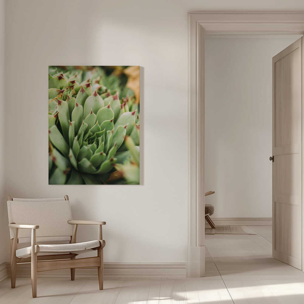 Sukkulentenwirbel | Leinwand