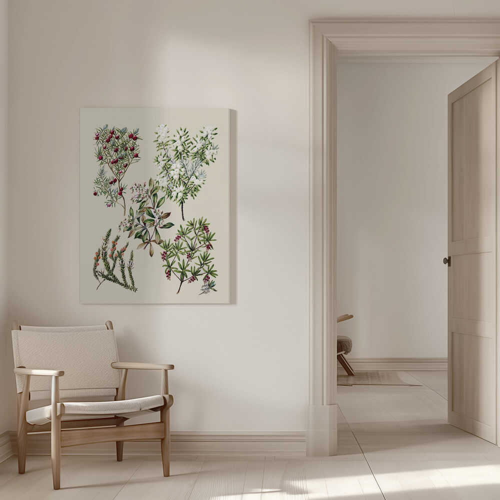 Antike Blumenzeichnungen von Sarah Featon (1848–1927) | Leinwand