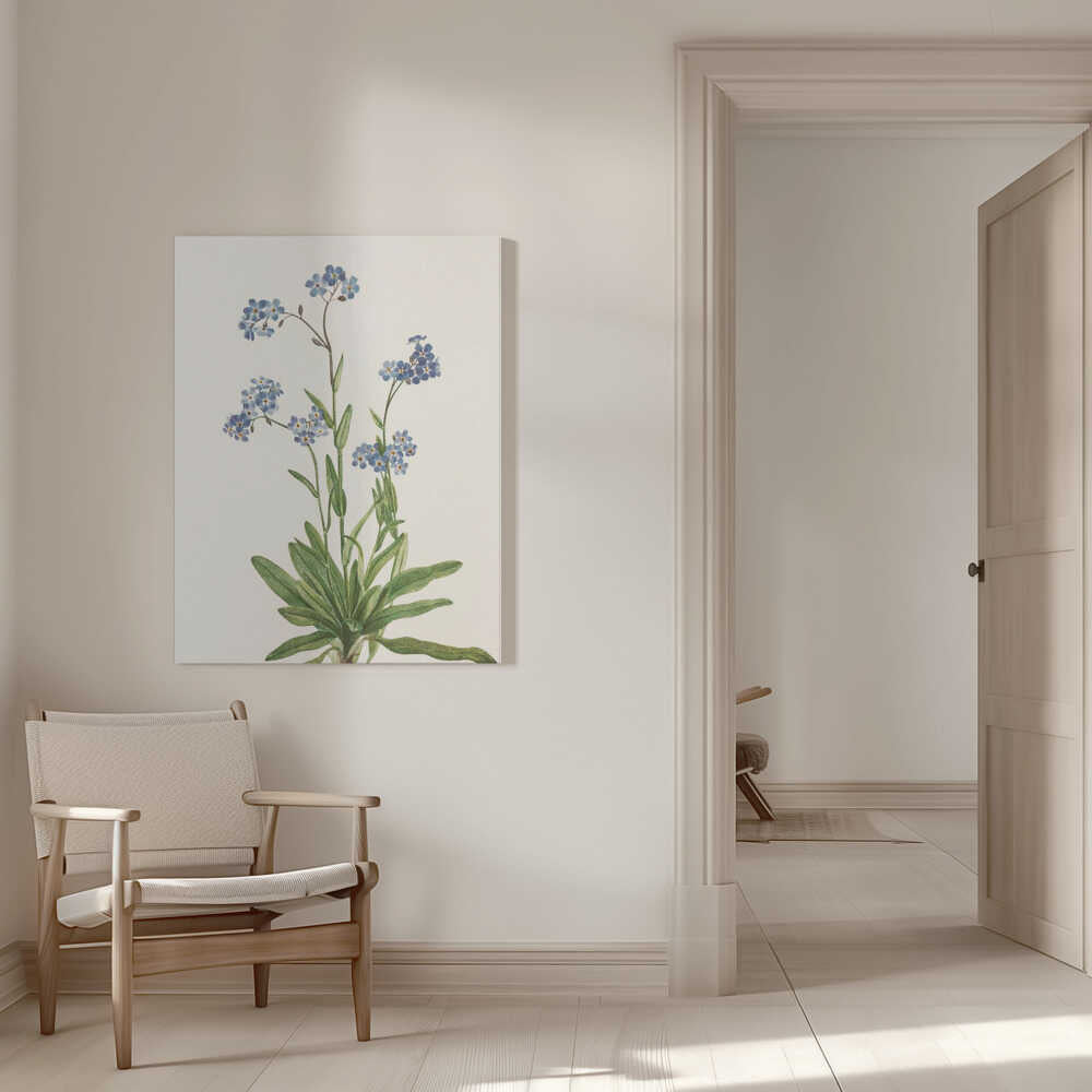 Alpen-Vergissmeinnicht aus „Nordamerikanische Wildblumen“ (1925) von Mary Vaux Walcott | Leinwand