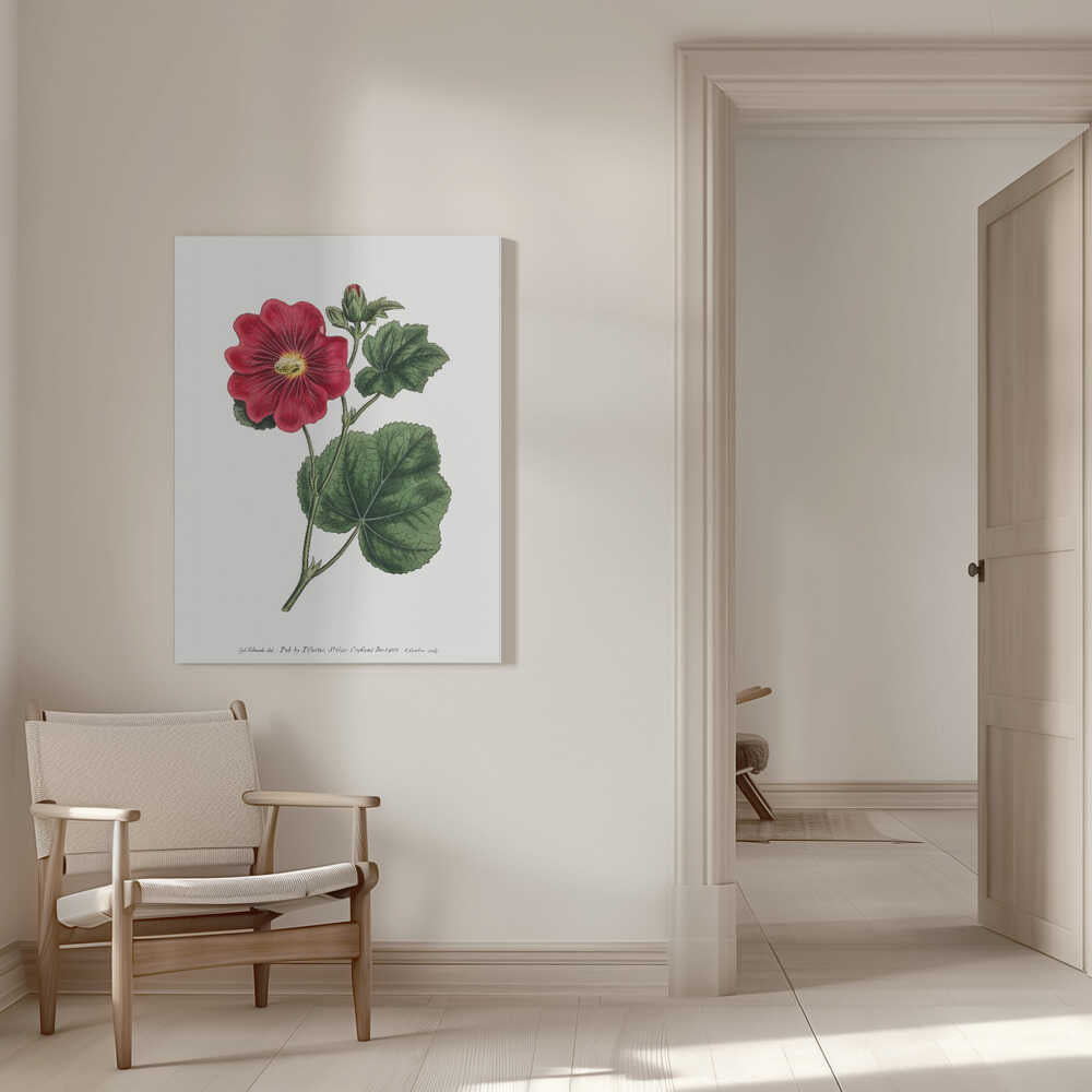 Alcea Rosea 1815 Blumengarten, dargestellt von Francis Sansom | Leinwand