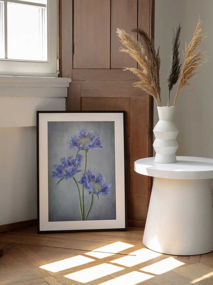 Scabiosa | Poster