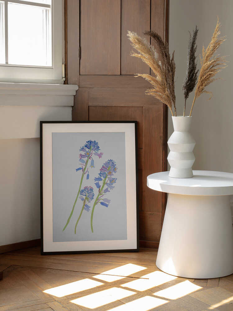 Spanish bluebell or Hyacinthoides hispanica botanical painting | Poster