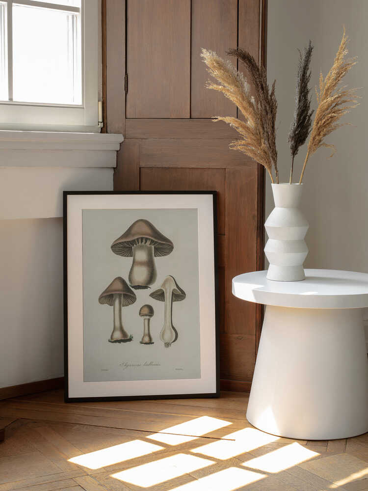 Illustration von Agaricus bulbosus. Medizinische Botanik 1836 | Poster