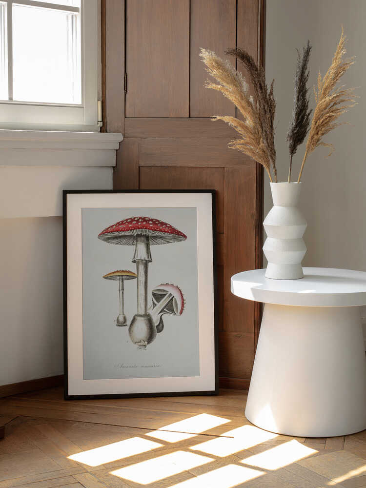 Illustration des Fliegenpilzes (Amanita muscaria). Medizinische Botanik 1836 | Poster