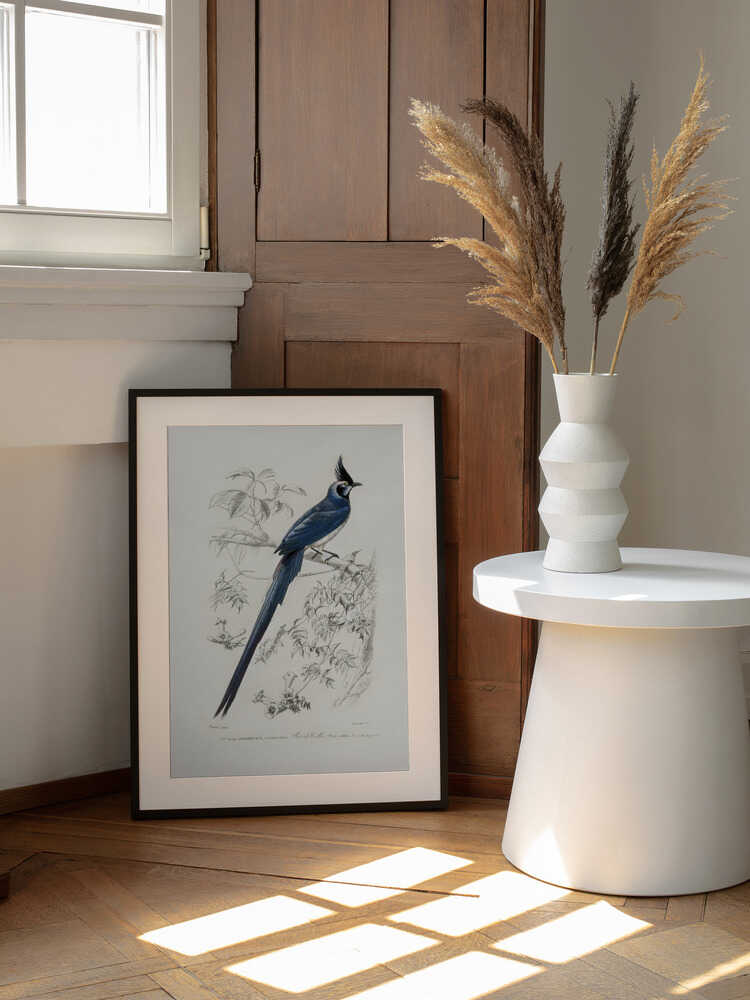 Schwarzkehl-Elsterhäher | Poster