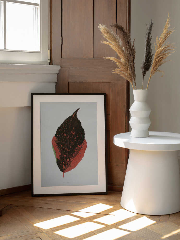 Illustration eines dreifarbigen Acalypha-Blattes | Poster