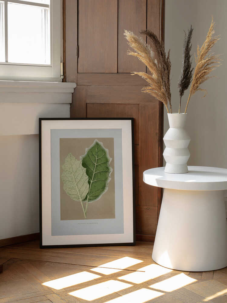 Illustration eines grünen Solanum-marginatum-Blattes | Poster