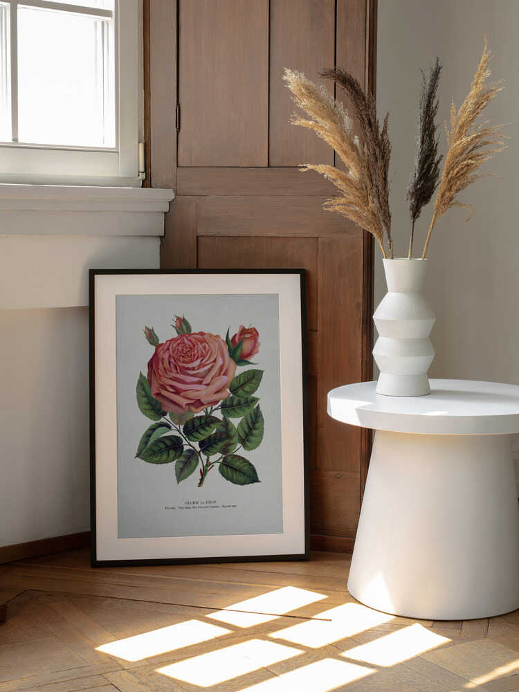 Pink Rose, Glorie De Dijon Lithograph | Poster