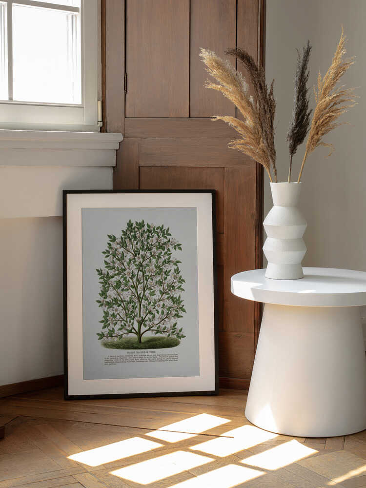 Lithografie eines winterharten Magnolienbaums | Poster