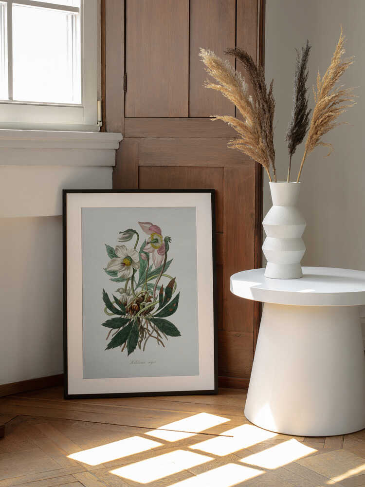 Weihnachtsrose (Helleborus niger) – Medizinische Botanik | Poster