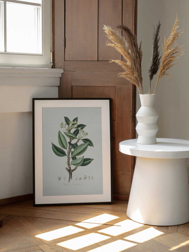 Wintera Aromatica Medizinische Botanik | Poster