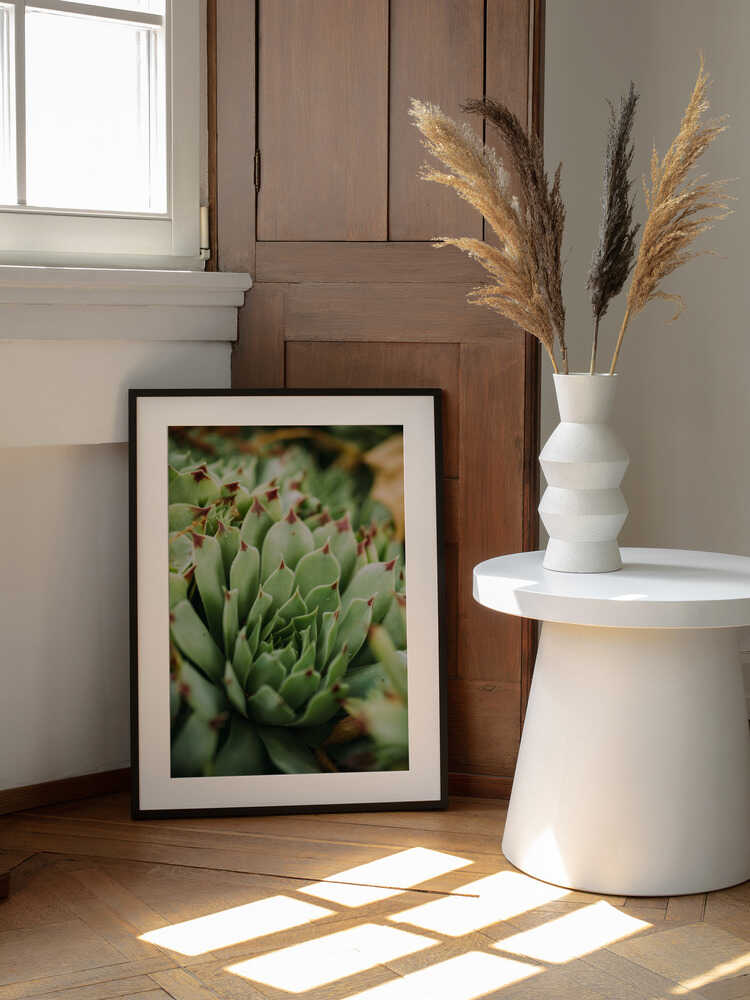 Verticille succulent | Affiche
