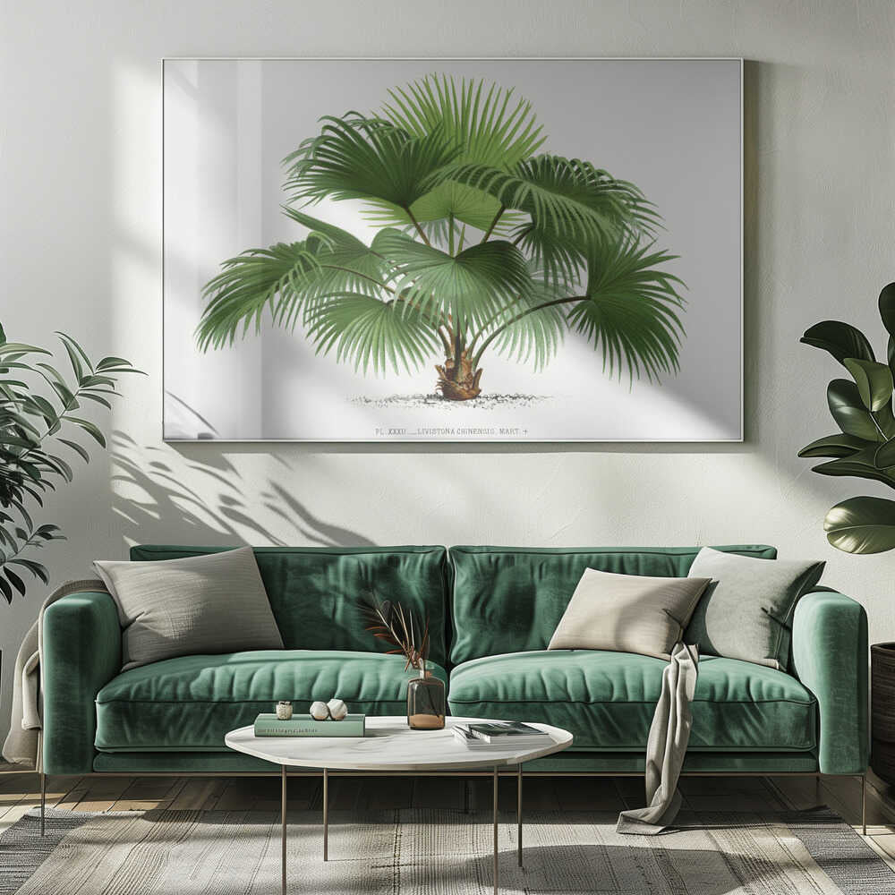 Livistona C | Canvas