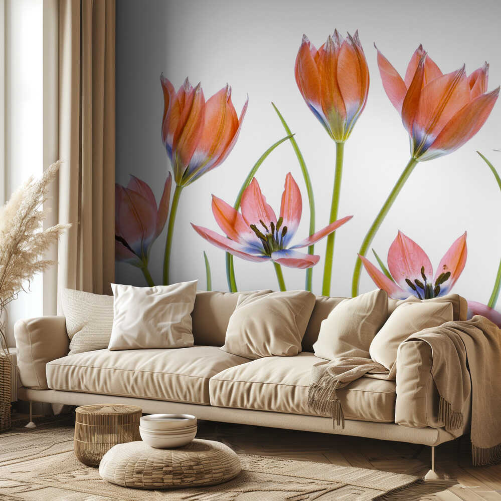 Aprikosentulpen | Hintergrundbild