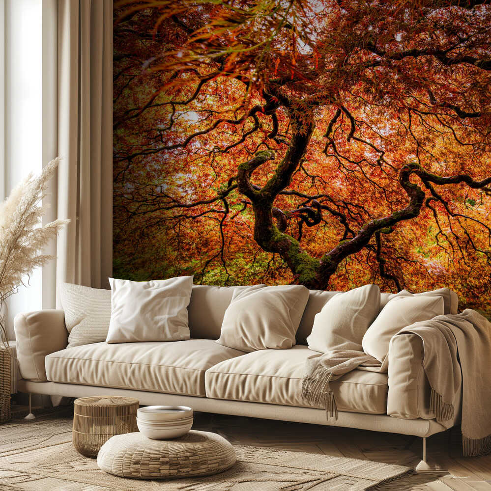 Ein älterer Ahornbaum | Hintergrundbild