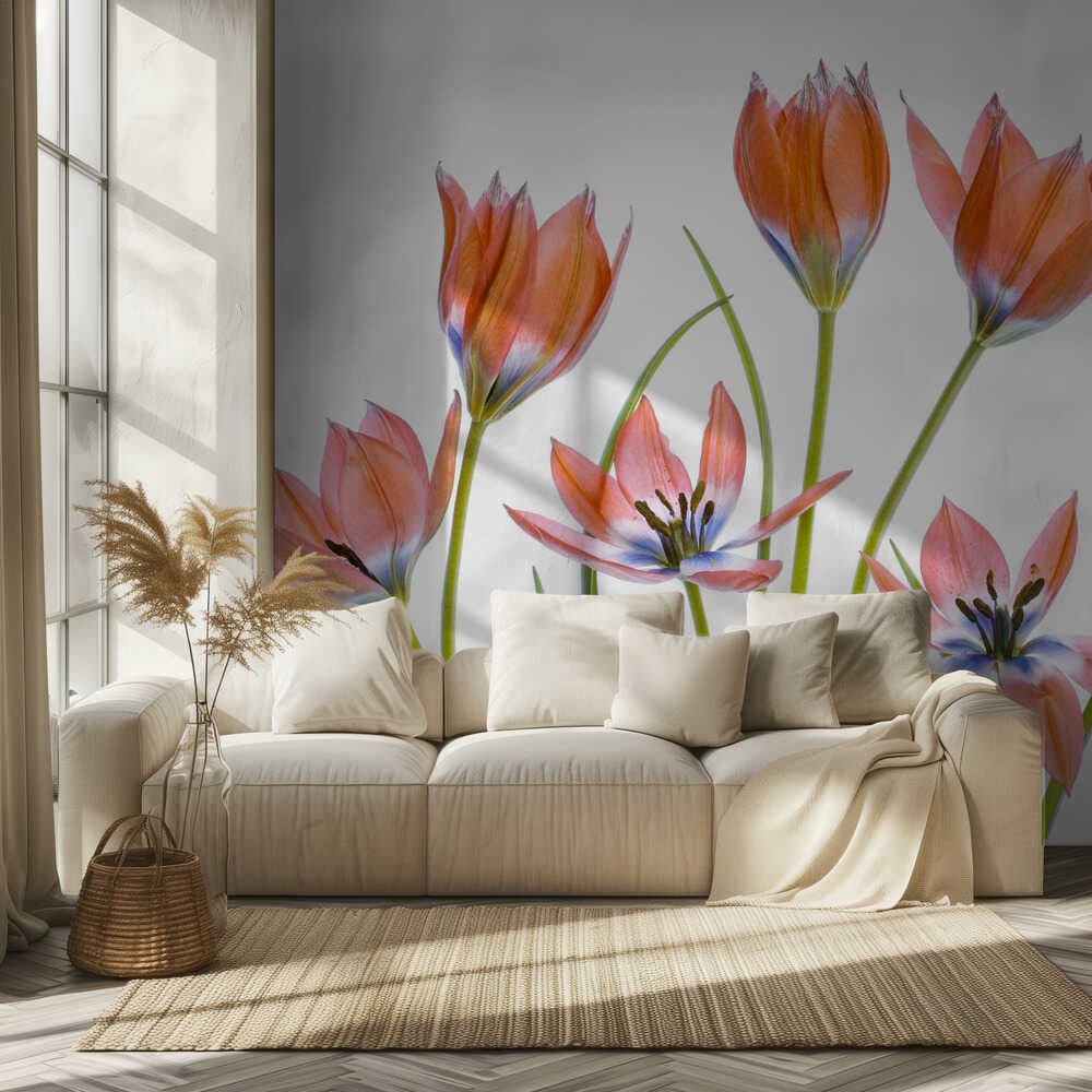 Aprikosentulpen | Hintergrundbild