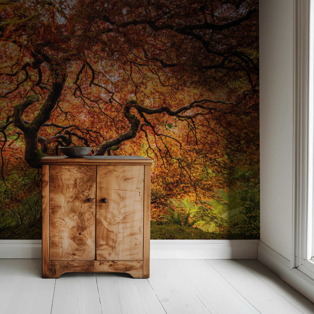 Ein älterer Ahornbaum | Hintergrundbild