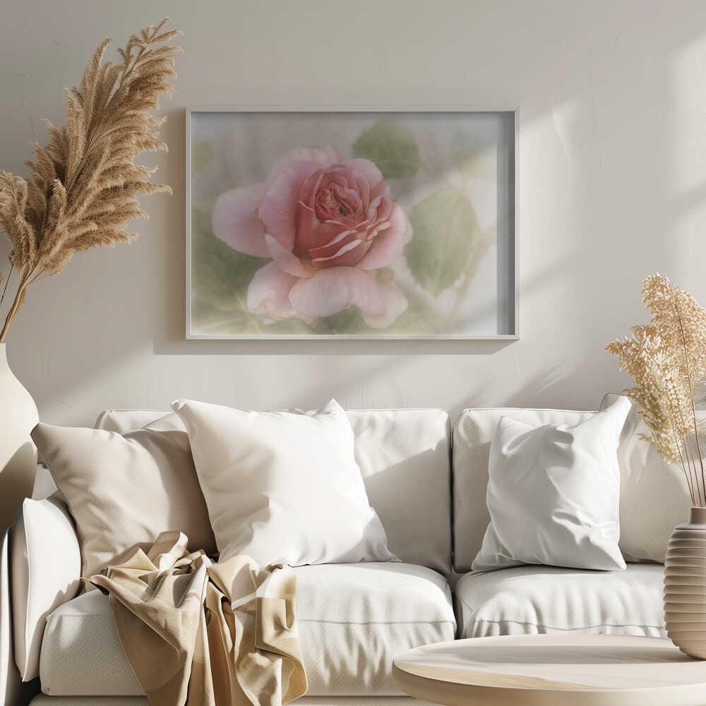 Glatte Rose | Poster